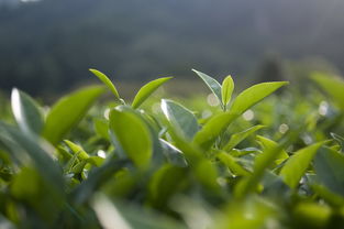 中国茶叶种植价格